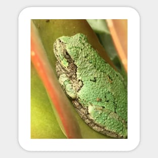 Succulent Tree Frog Sticker